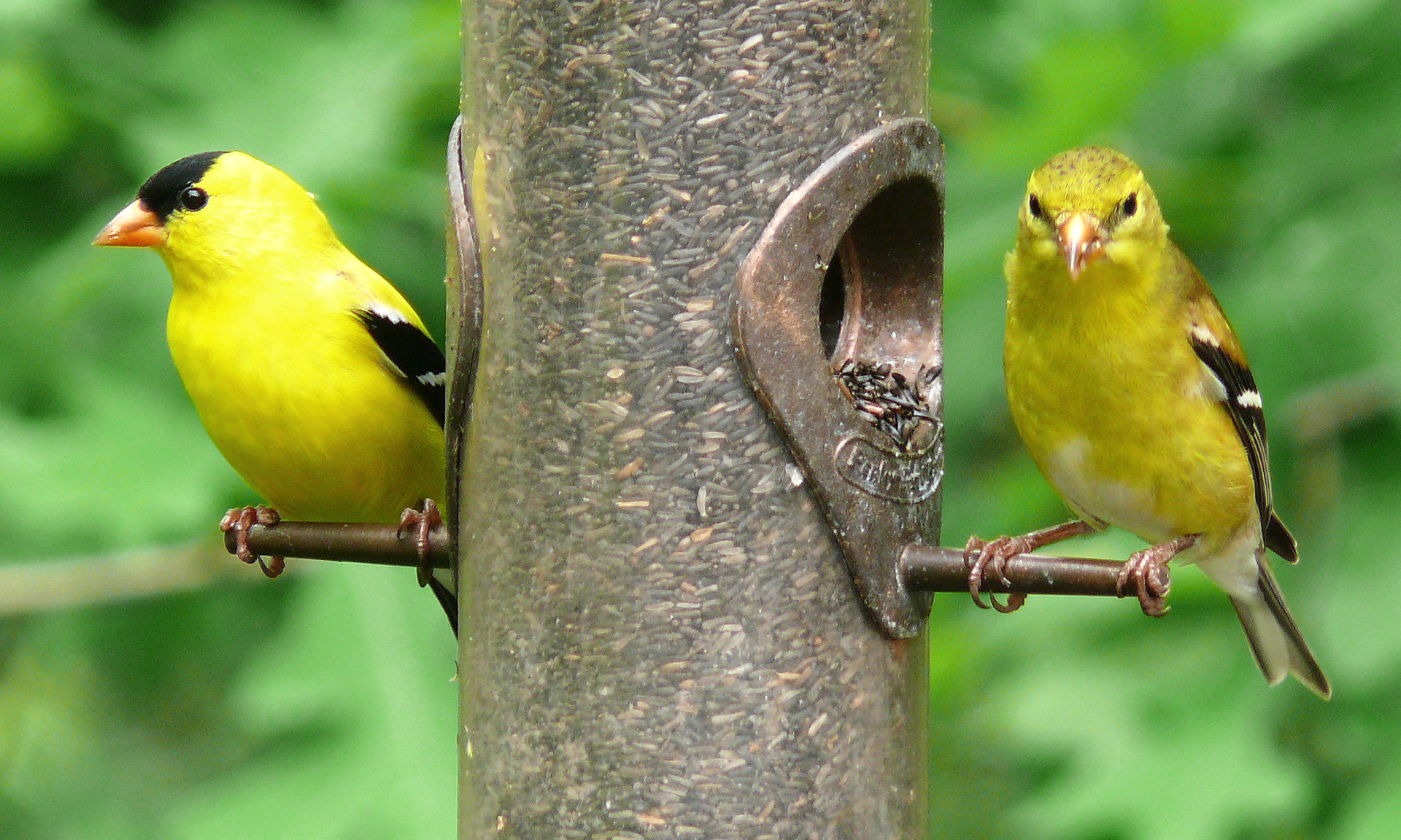 American_Goldfinch-27527 – Theophanes Avery